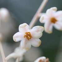 Doona cordifolia Thwaites